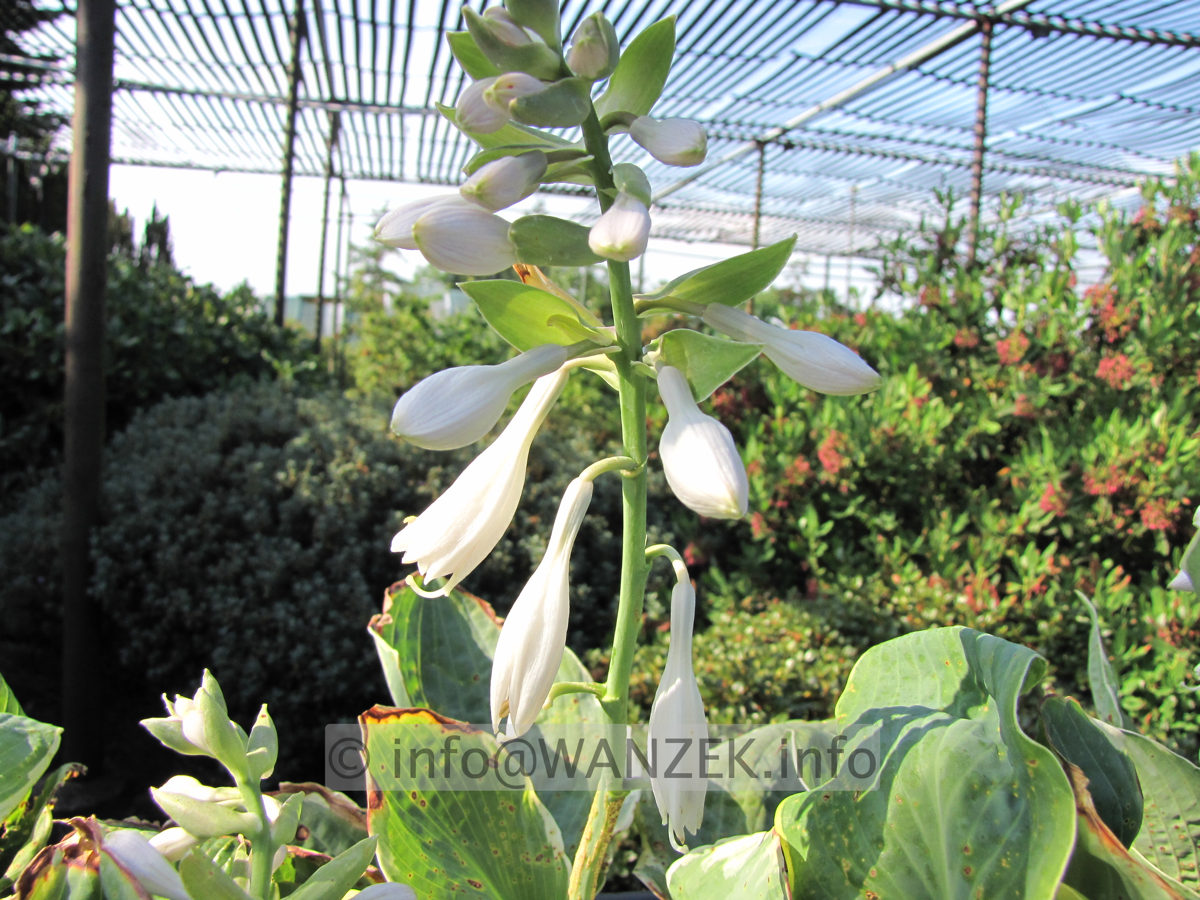 Hosta Hybride Ussuri - Bluete.JPG